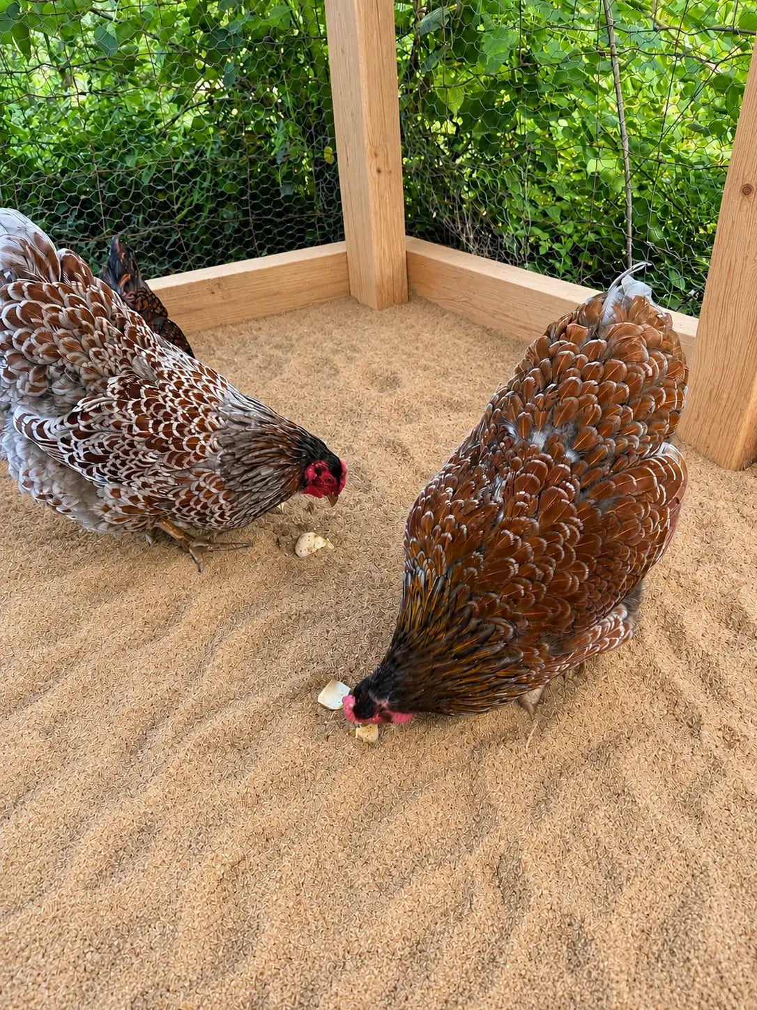 Blue Laced Wyandotte Hatching Eggs - Gun Dog Quail Supply