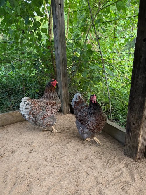 Blue Laced Wyandotte Hatching Eggs - Gun Dog Quail Supply