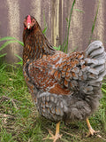 Blue Laced Wyandotte Hatching Eggs - Gun Dog Quail Supply