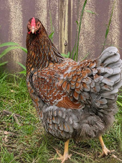 Blue Laced Wyandotte Hatching Eggs - Gun Dog Quail Supply