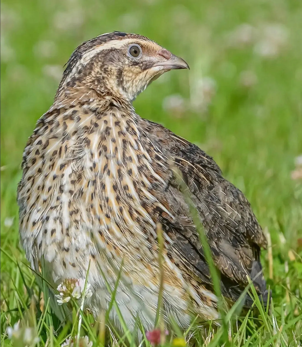 Jumbo Coturnix Hatching Eggs - Georgia Giant Brown Pharaoh Gun Dog Quail Supply