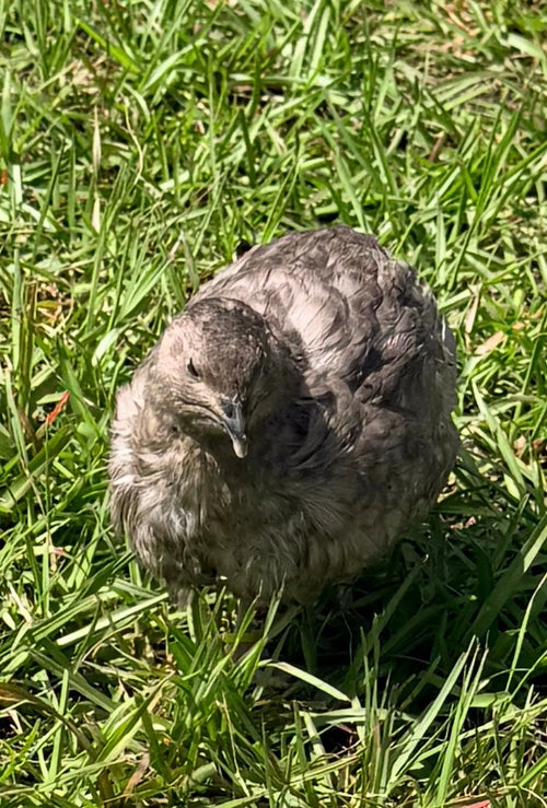 Dark and Stormy Hatching Eggs | Coturnix Quail Eggs Gun Dog Quail Supply