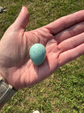 Celadon Coturnix Hatching Eggs | Celadon Coturnix Eggs Gun Dog Quail Supply