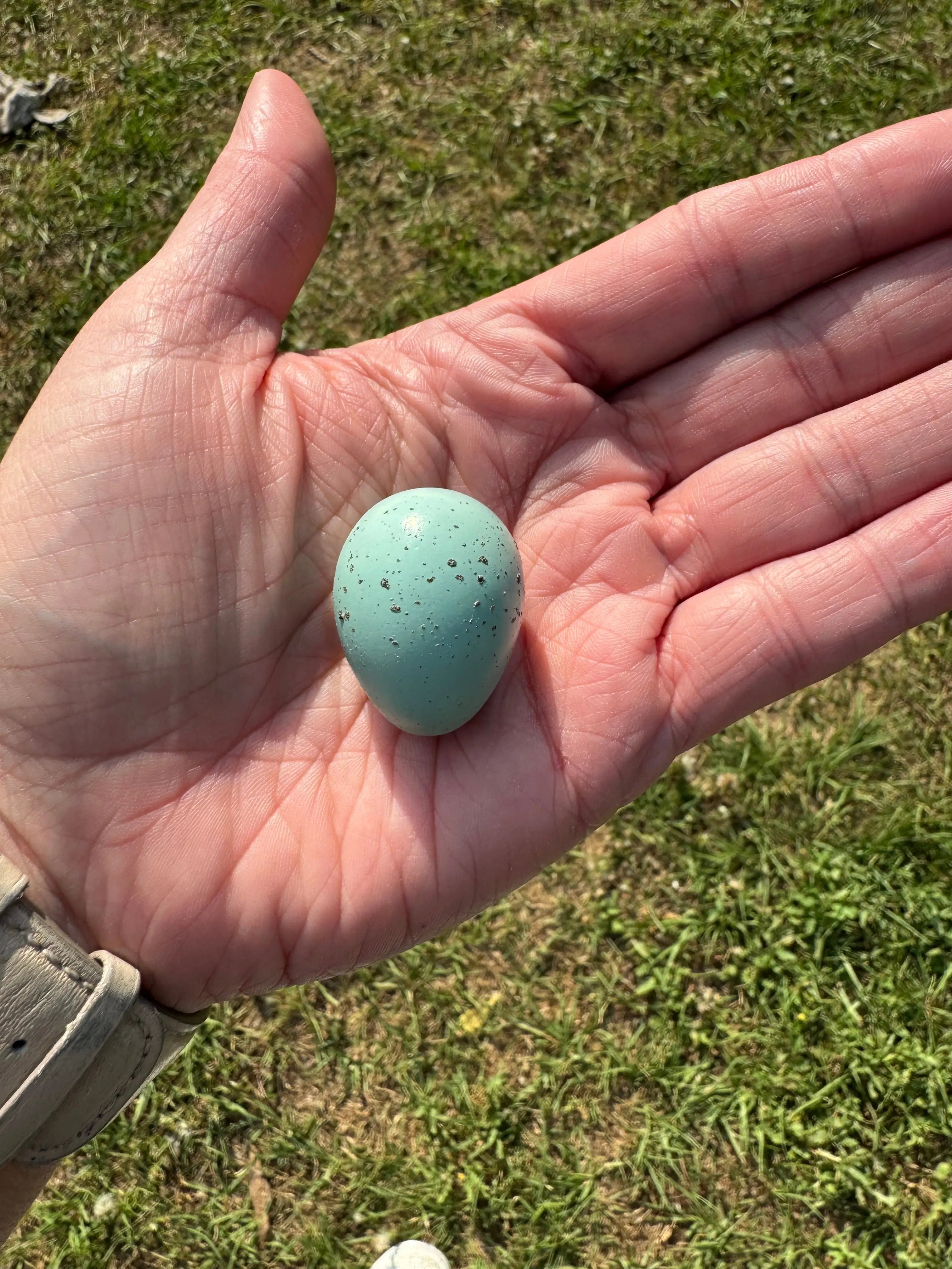 Celadon Coturnix Hatching Eggs | Celadon Coturnix Eggs Gun Dog Quail Supply