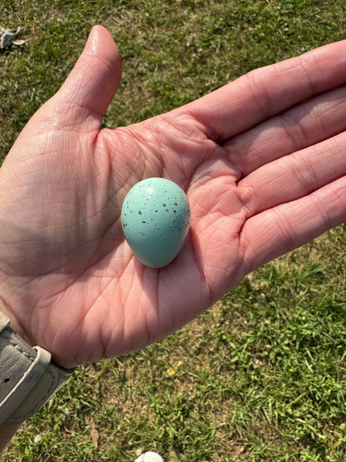 Celadon Coturnix Hatching Eggs | Celadon Coturnix Eggs Gun Dog Quail Supply