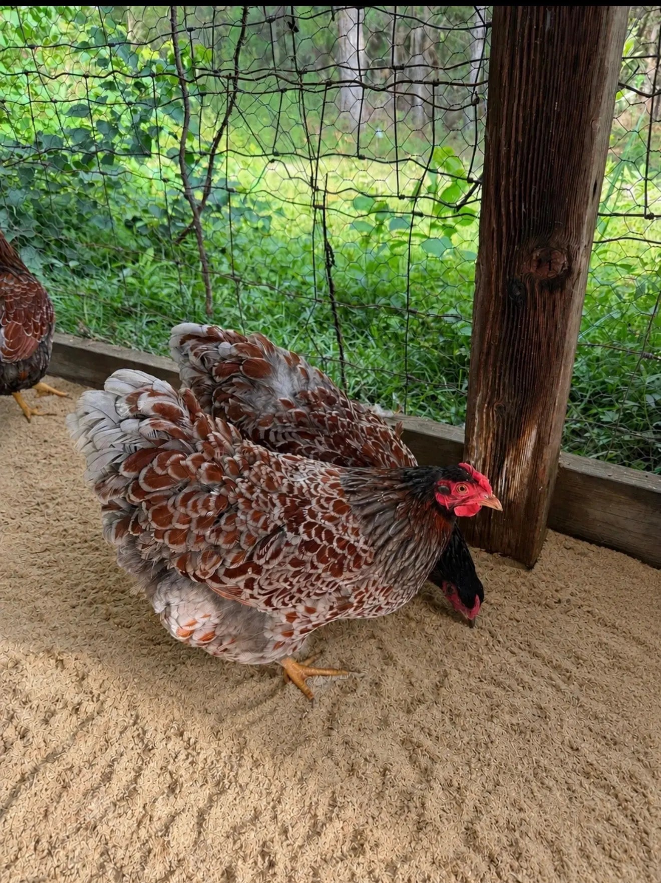 Blue Laced Wyandotte Hatching Eggs - Gun Dog Quail Supply