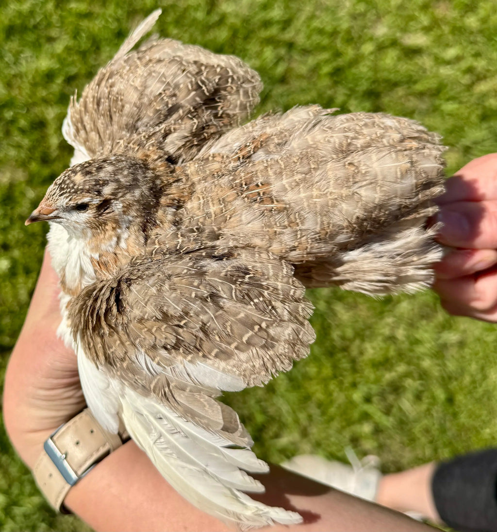 Rare Color Variety Pack Coturnix Quail Hatching Eggs Gun Dog Quail Supply