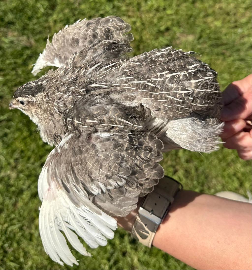 Rare Color Variety Pack Coturnix Quail Hatching Eggs Gun Dog Quail Supply