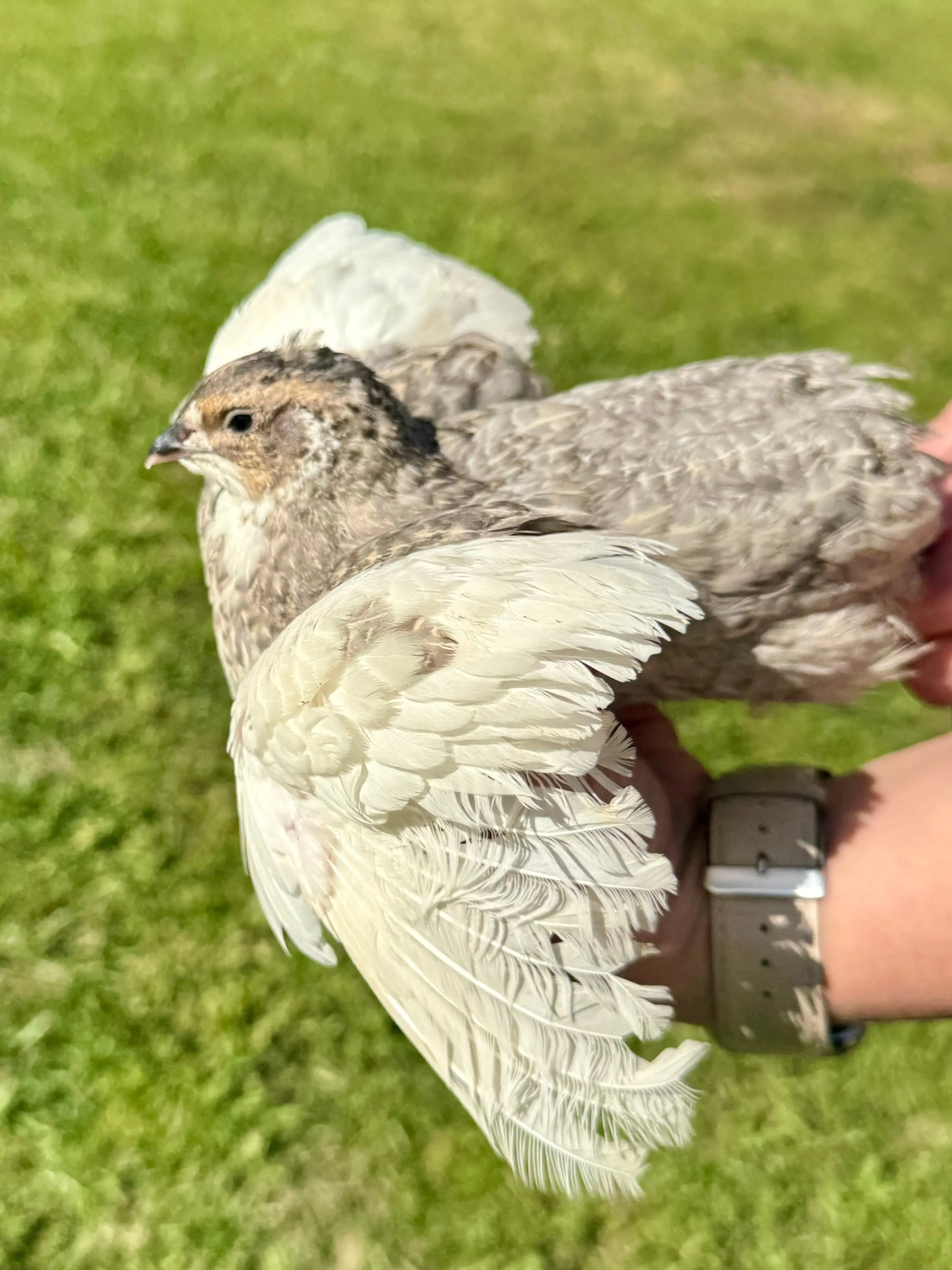 Rare Color Variety Pack Coturnix Quail Hatching Eggs Gun Dog Quail Supply