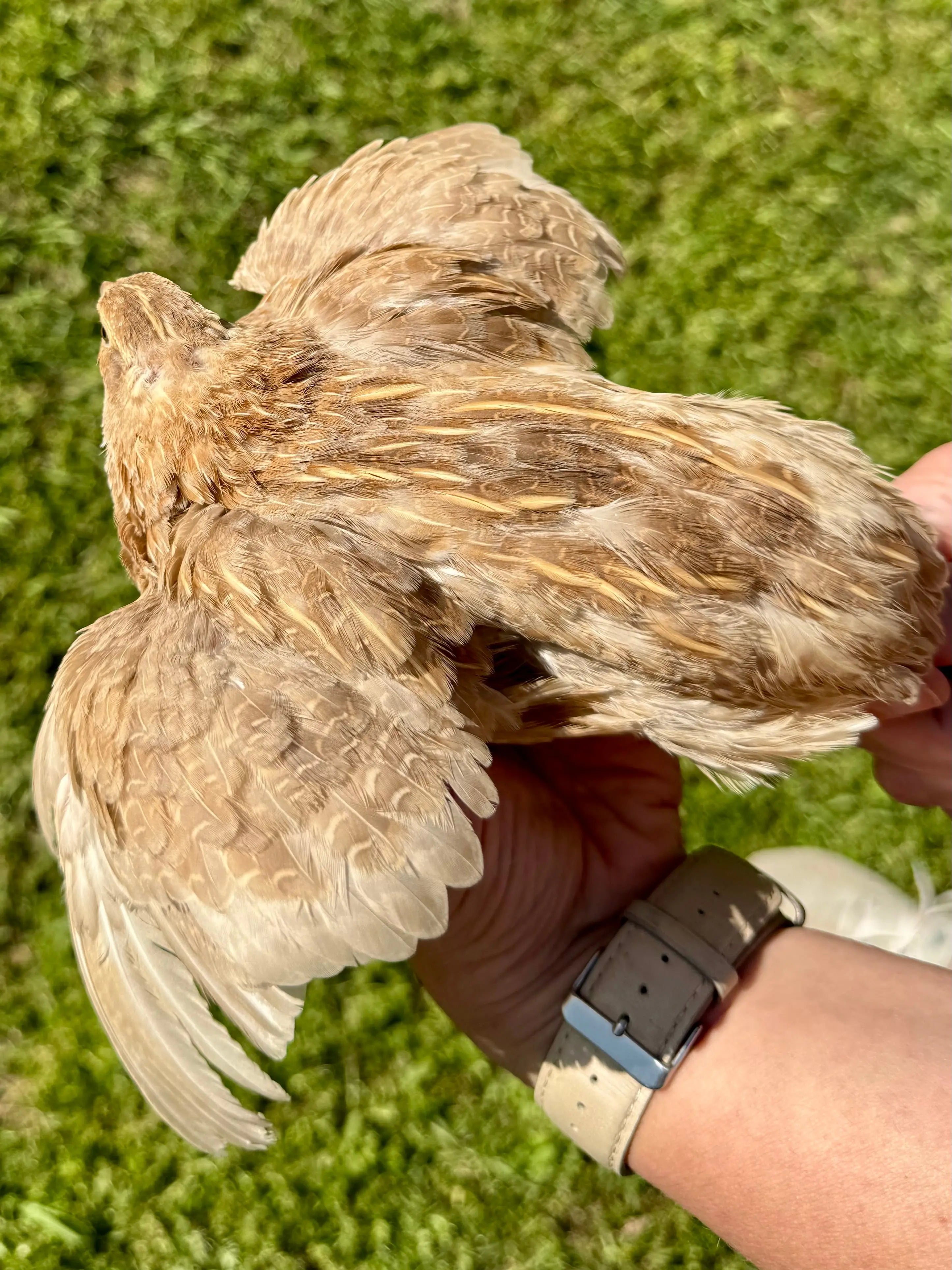 Rare Color Variety Pack Coturnix Quail Hatching Eggs Gun Dog Quail Supply