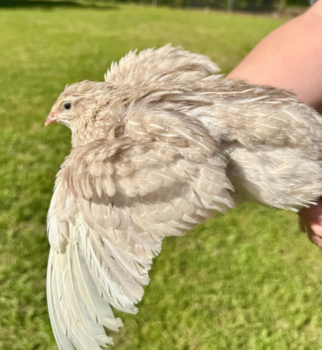 Rare Color Variety Pack Coturnix Quail Hatching Eggs Gun Dog Quail Supply