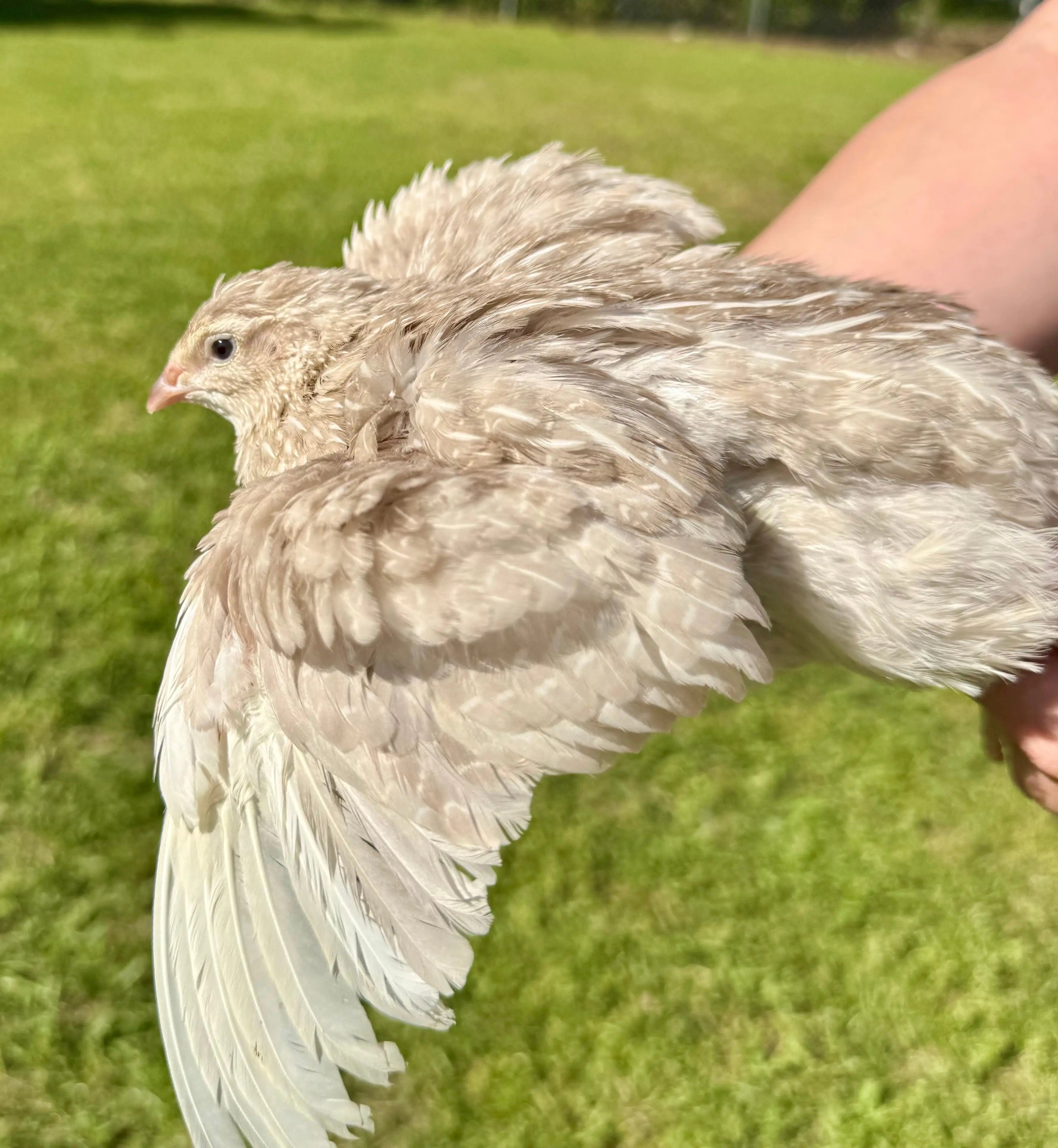 Rare Color Variety Pack Coturnix Quail Hatching Eggs Gun Dog Quail Supply
