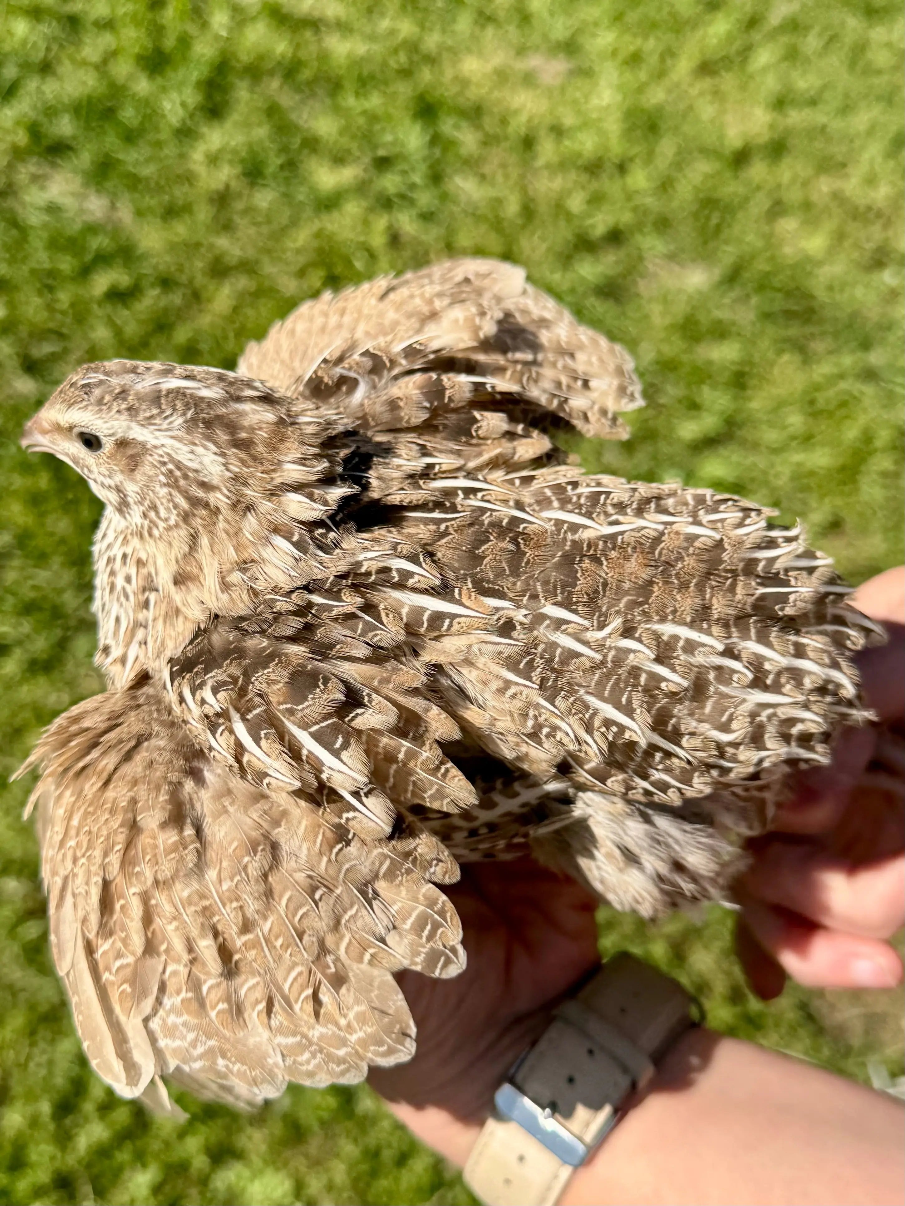 Rare Color Variety Pack Coturnix Quail Hatching Eggs Gun Dog Quail Supply