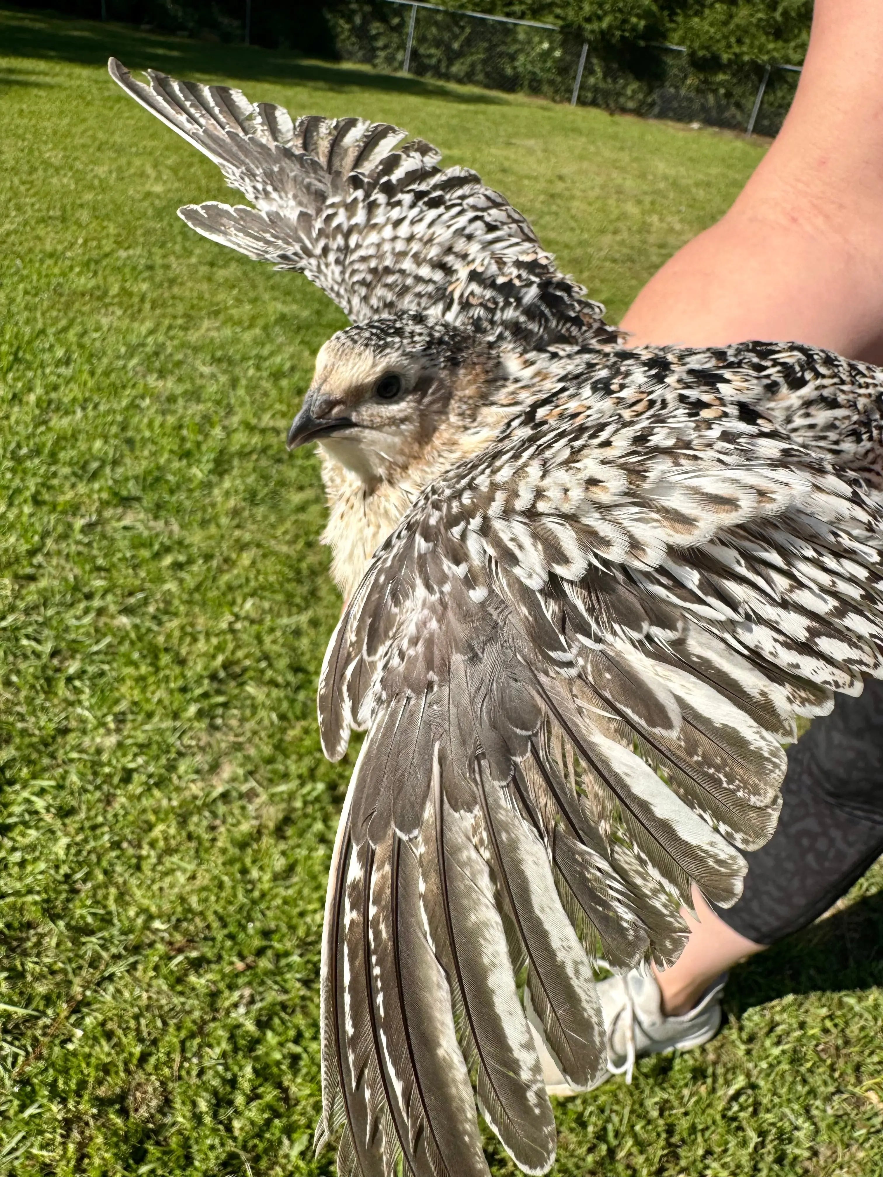 Rare Color Variety Pack Coturnix Quail Hatching Eggs Gun Dog Quail Supply