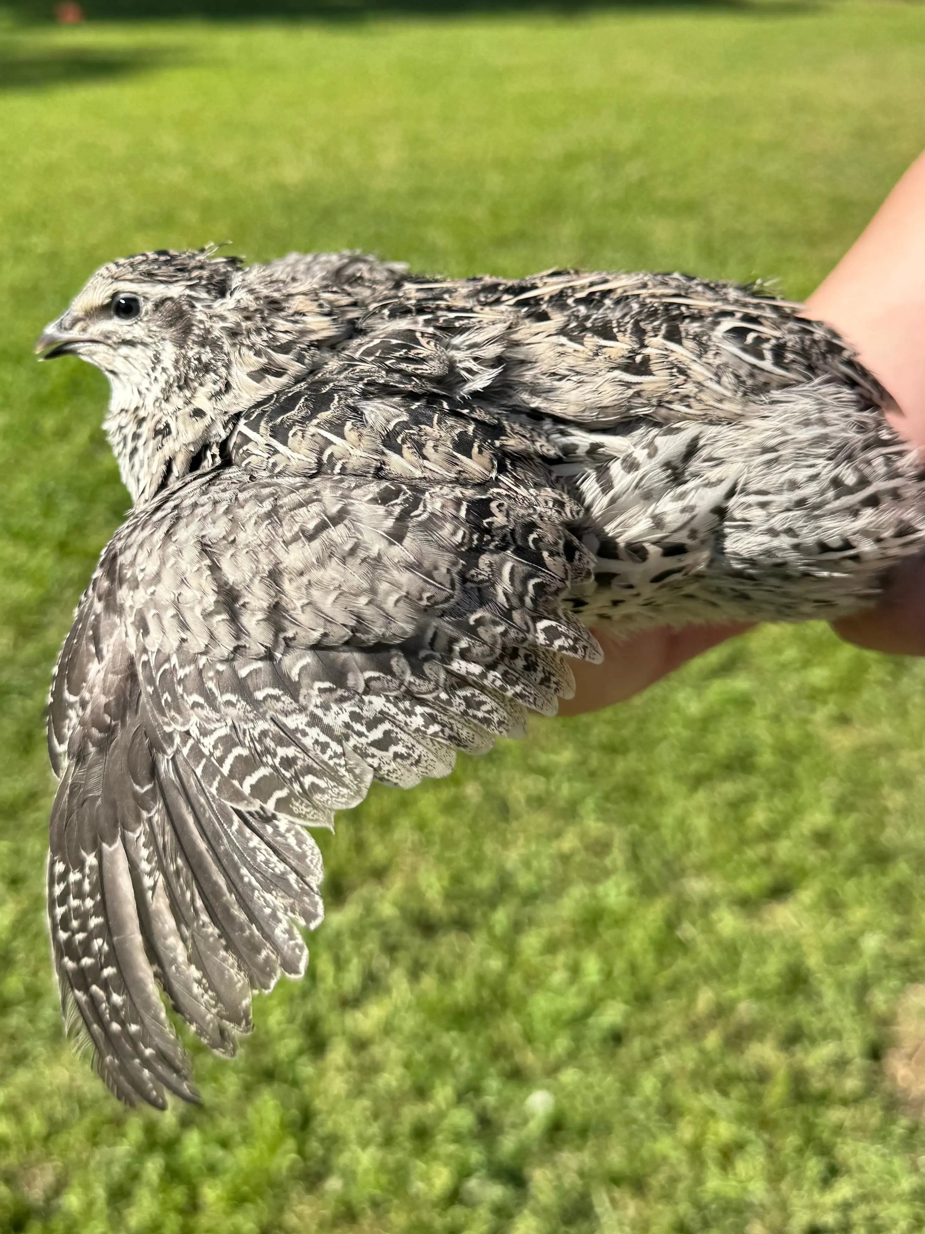 Rare Color Variety Pack Coturnix Quail Hatching Eggs Gun Dog Quail Supply