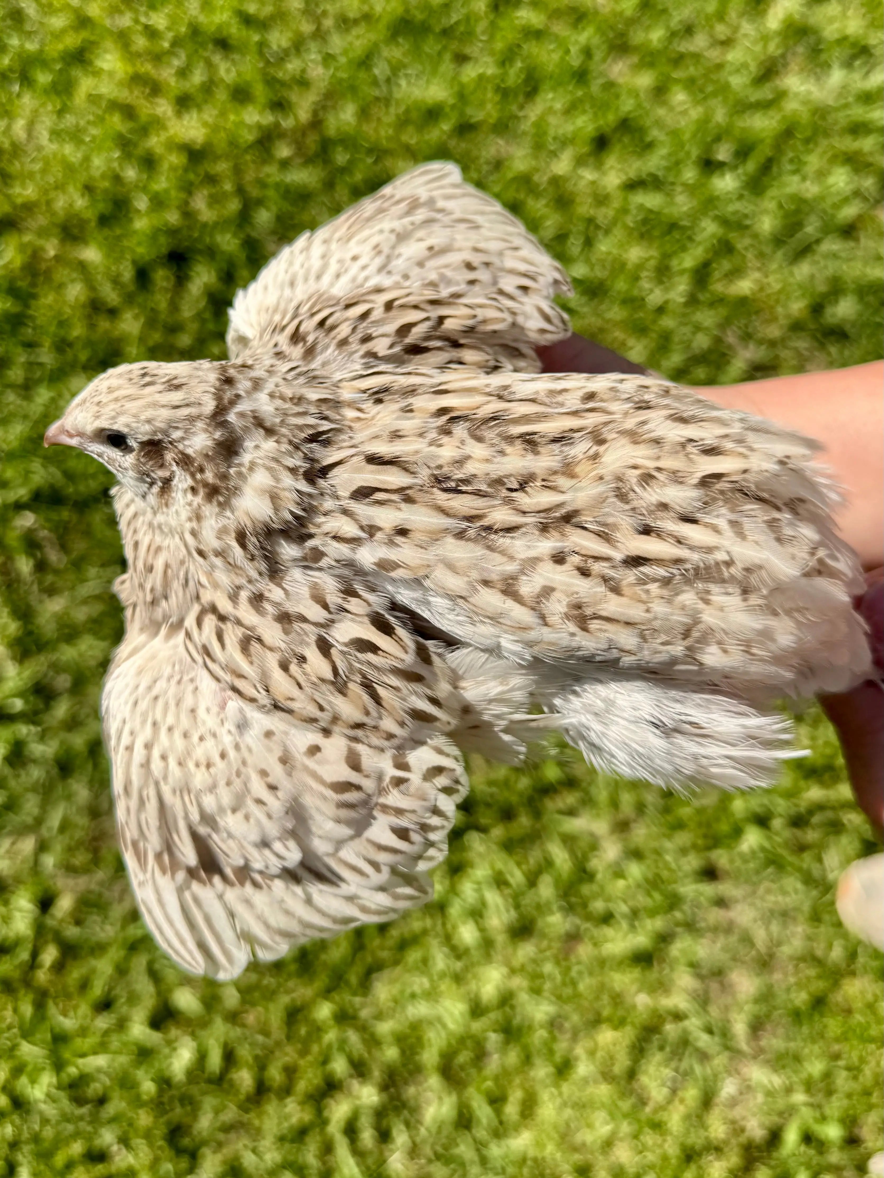Rare Color Variety Pack Coturnix Quail Hatching Eggs Gun Dog Quail Supply