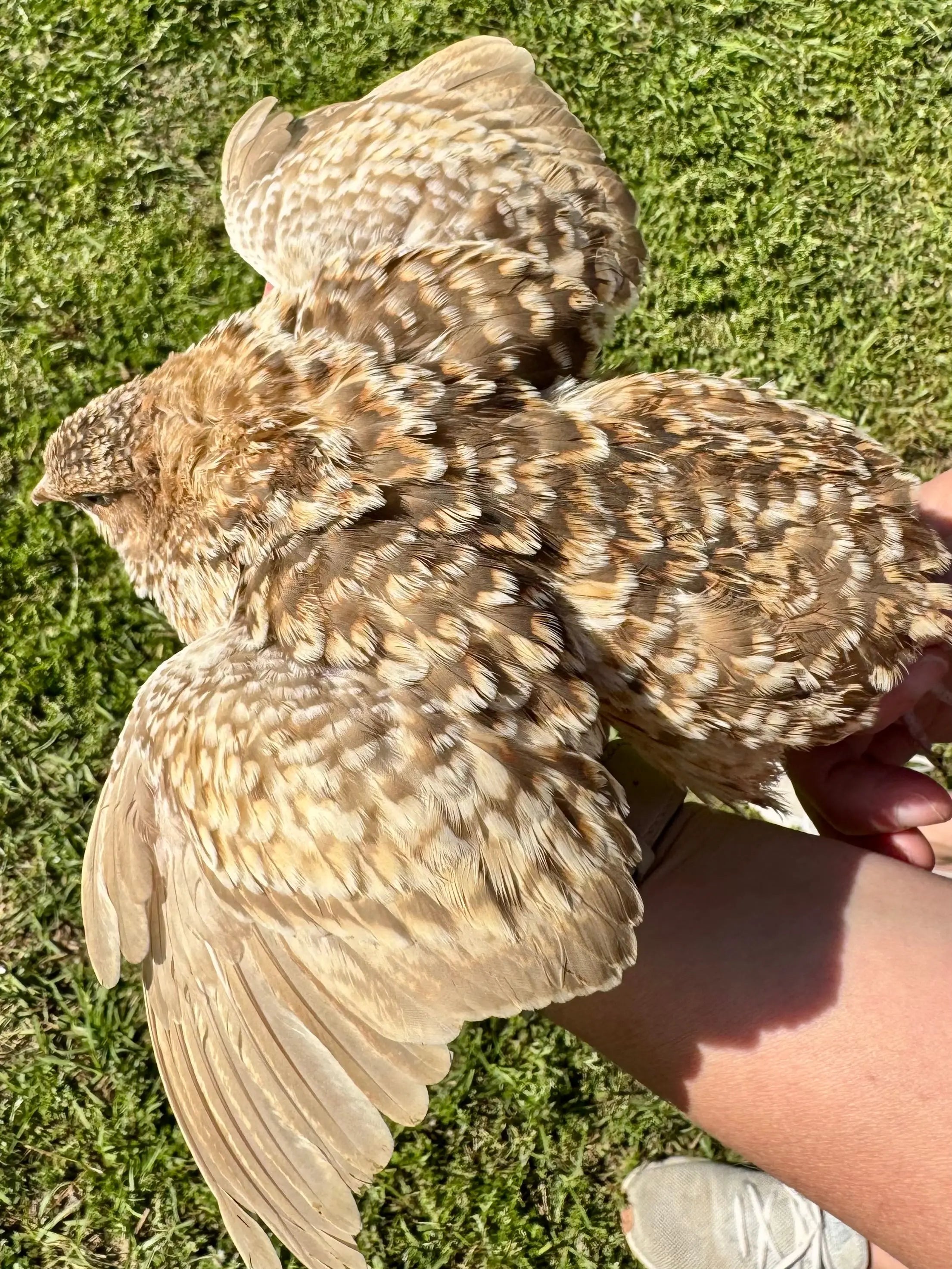 Rare Color Variety Pack Coturnix Quail Hatching Eggs Gun Dog Quail Supply