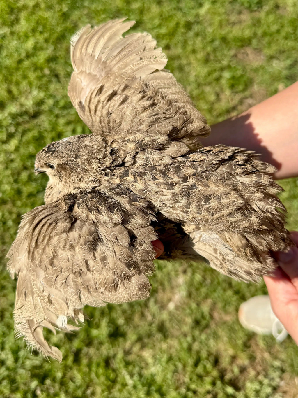 Rare Color Variety Pack Coturnix Quail Hatching Eggs Gun Dog Quail Supply