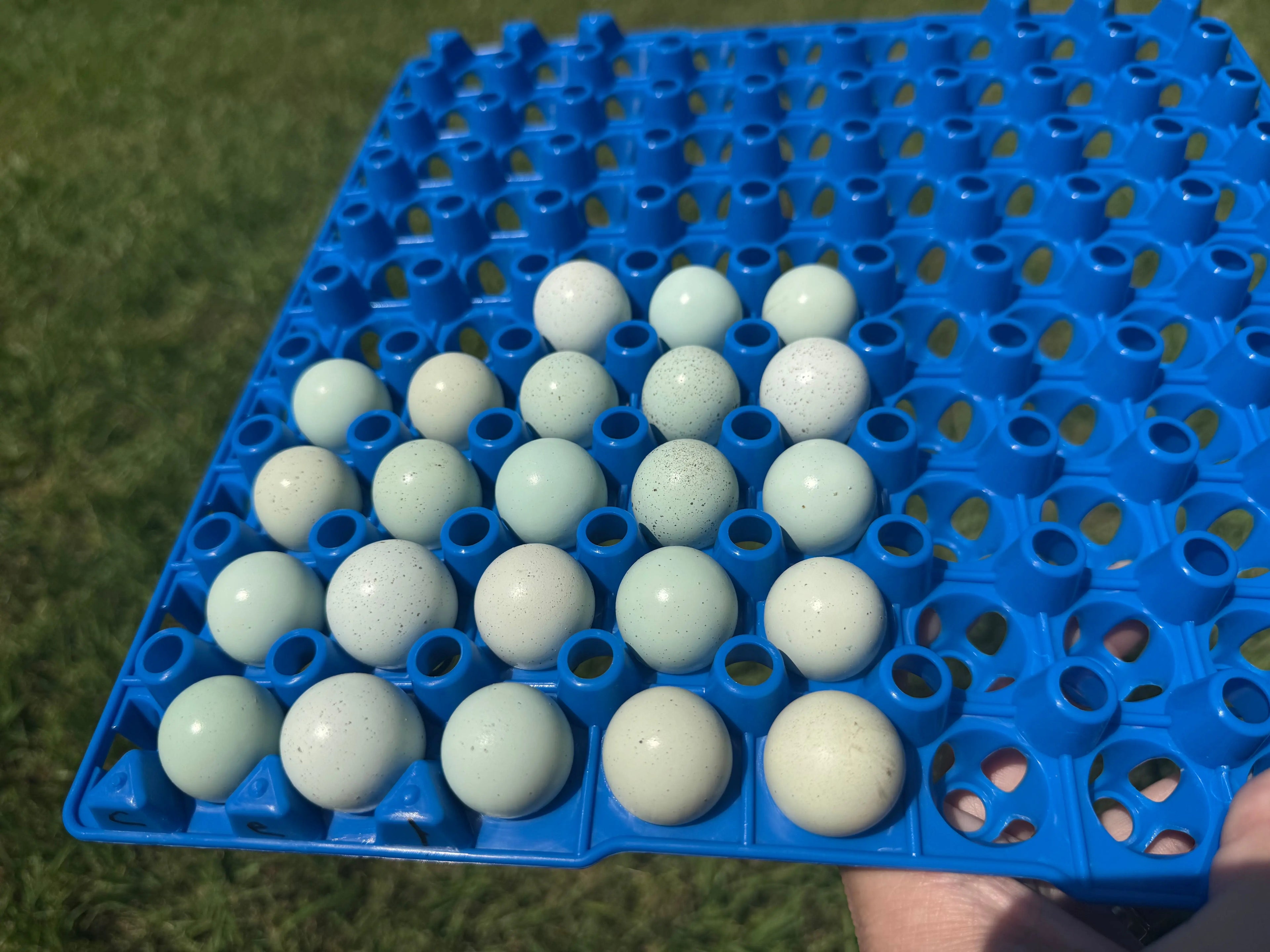 Celadon Coturnix Hatching Eggs | Celadon Coturnix Eggs Gun Dog Quail Supply