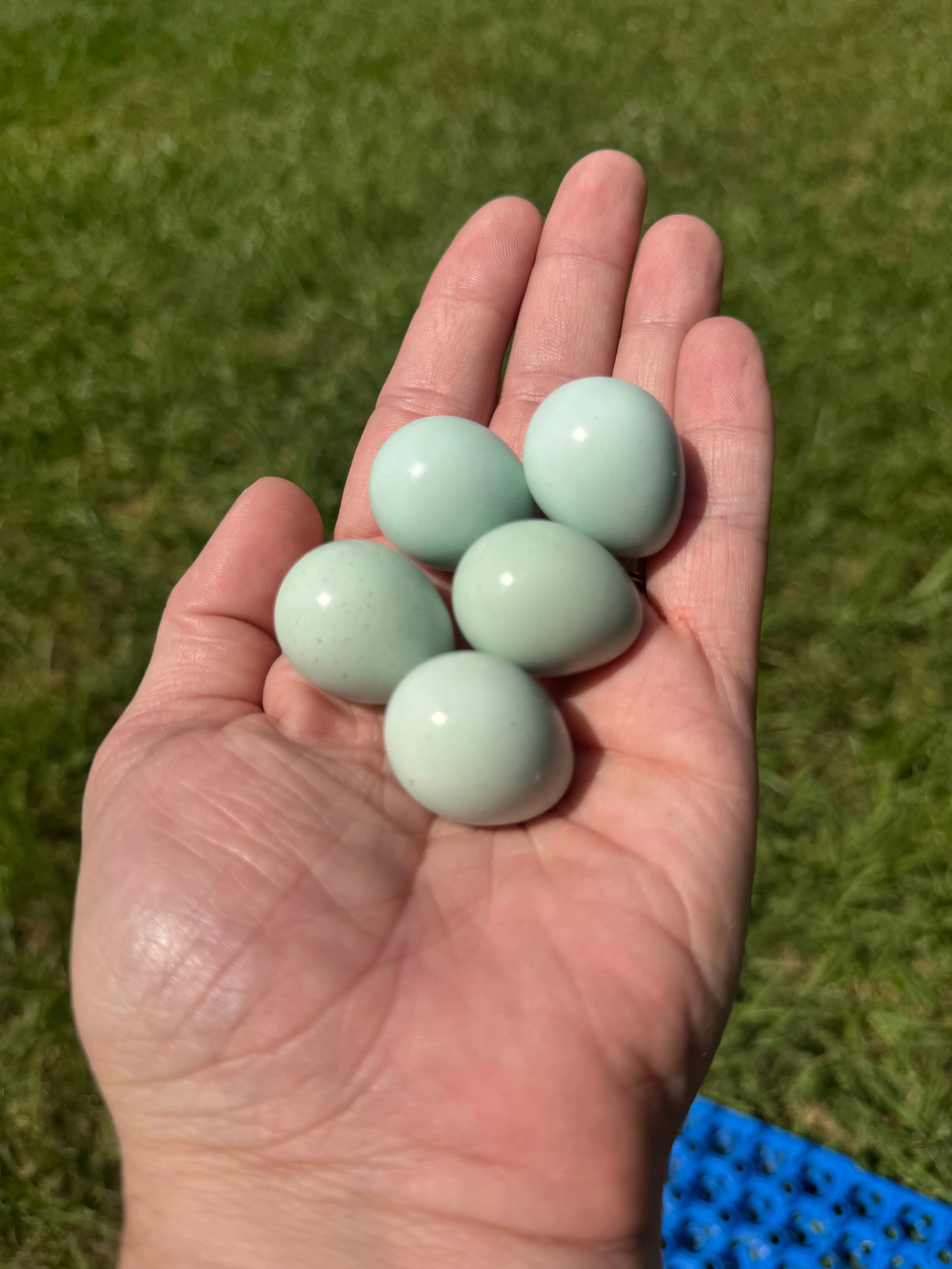 Celadon Coturnix Hatching Eggs | Celadon Coturnix Eggs Gun Dog Quail Supply