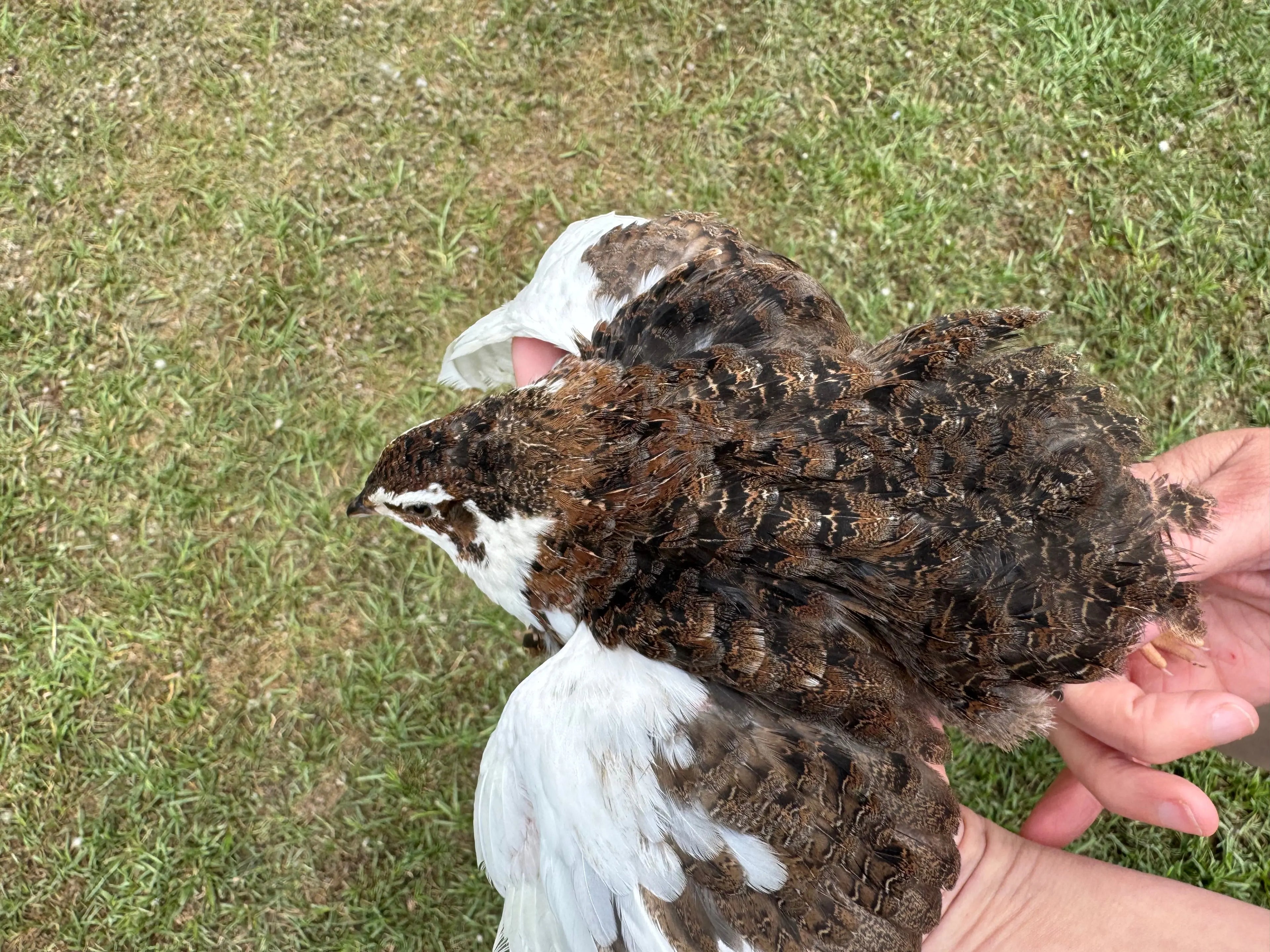 Rare Color Variety Pack Coturnix Quail Hatching Eggs Gun Dog Quail Supply