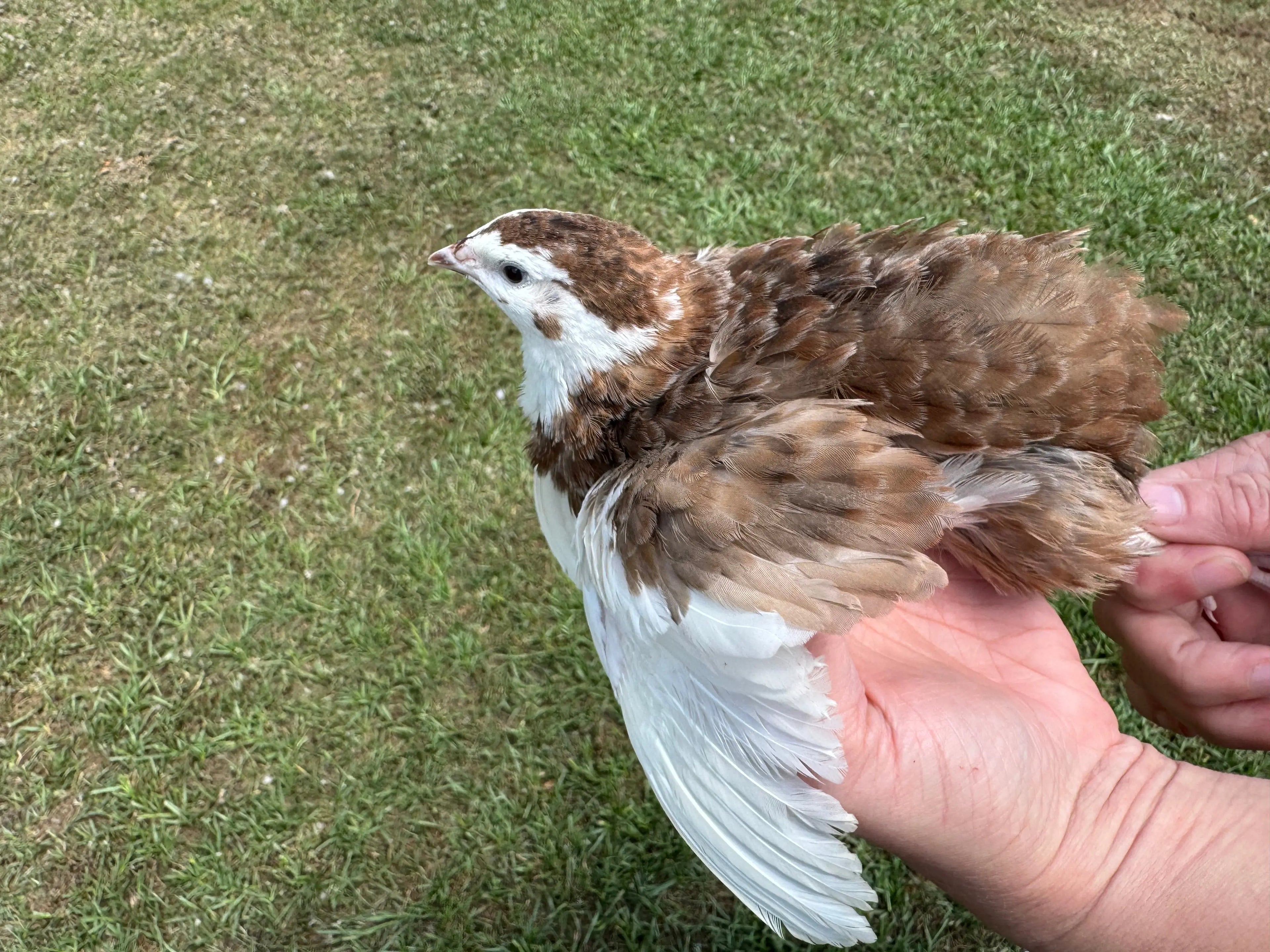 Rare Color Variety Pack Coturnix Quail Hatching Eggs Gun Dog Quail Supply