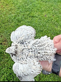 Pearl Fee Coturnix Hatching Eggs Gun Dog Quail Supply