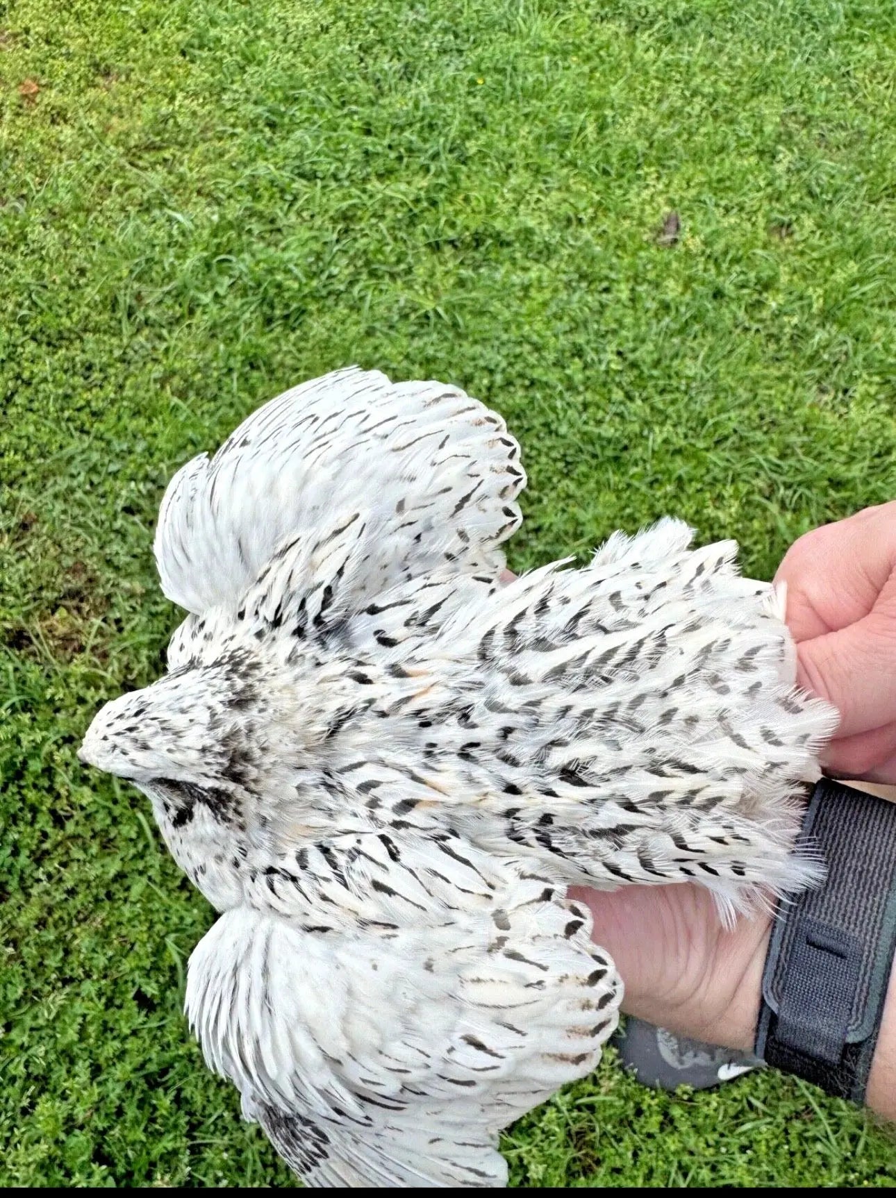 Pearl Fee Coturnix Hatching Eggs Gun Dog Quail Supply