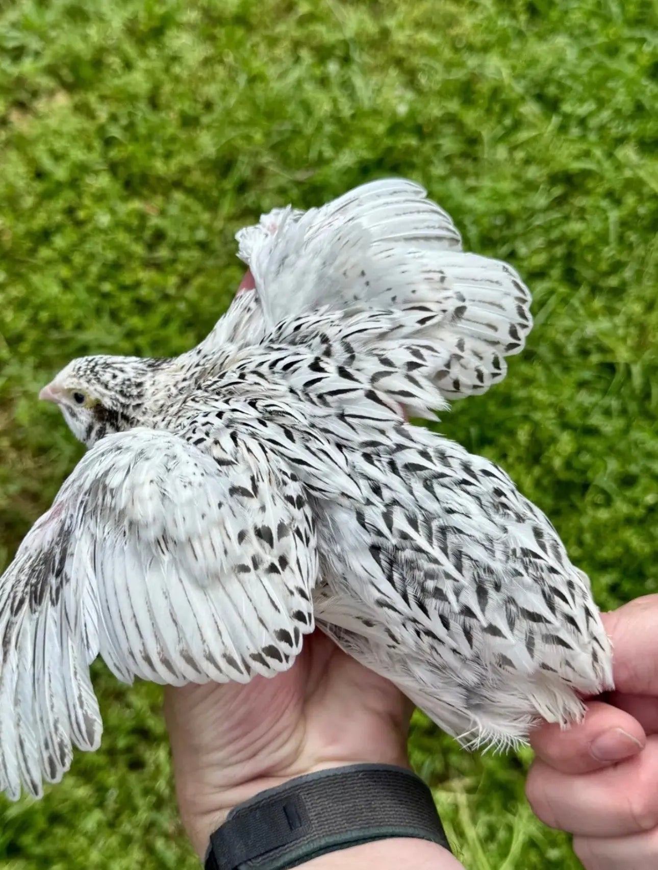 Pearl Fee Coturnix Hatching Eggs Gun Dog Quail Supply