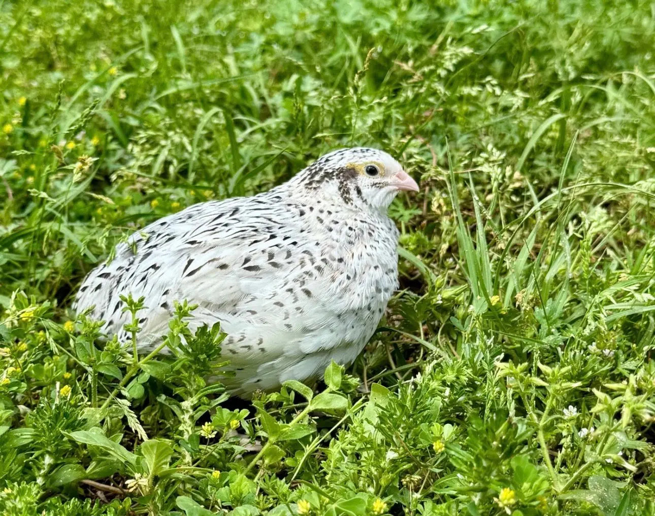 Pearl Fee Coturnix Hatching Eggs Gun Dog Quail Supply