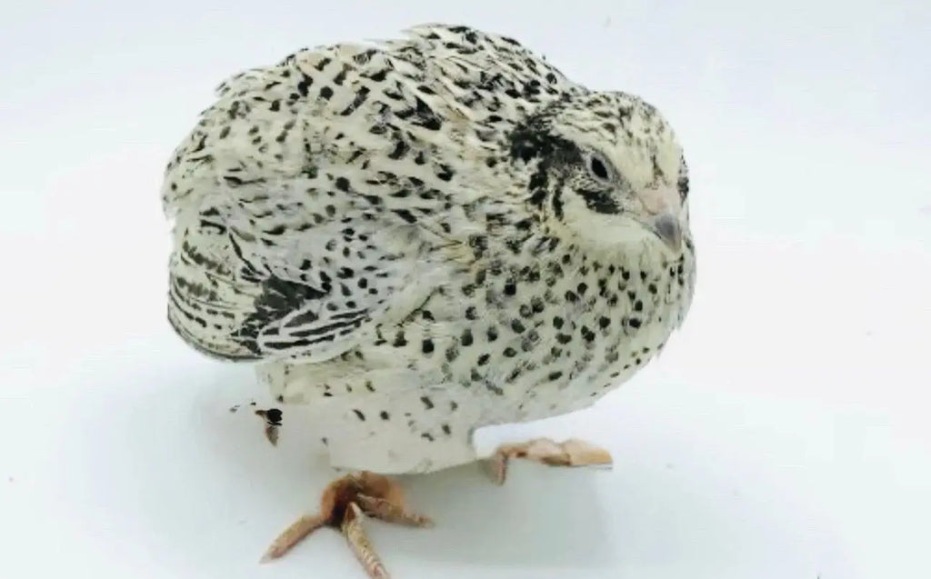 Pearl Fee Coturnix Hatching Eggs Gun Dog Quail Supply