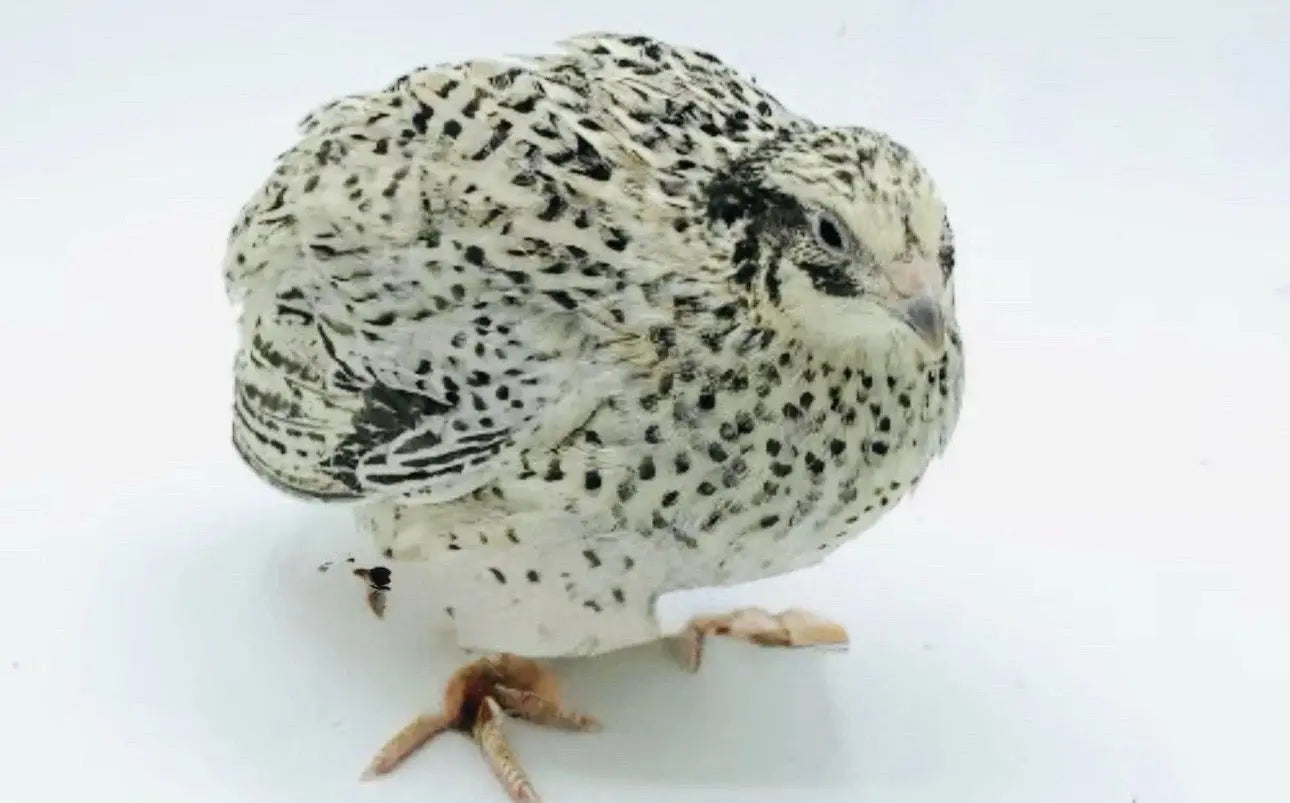 Pearl Fee Coturnix Hatching Eggs Gun Dog Quail Supply