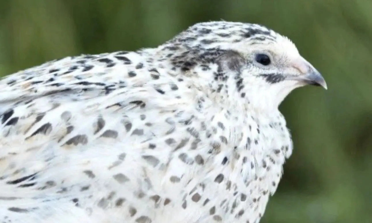 Pearl Fee Coturnix Hatching Eggs Gun Dog Quail Supply