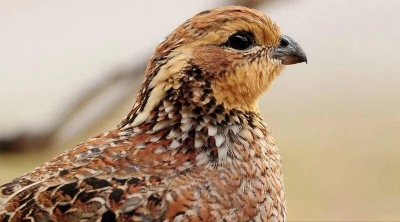 Northern Bobwhite Quail Hatching Eggs | Faster Flight Gun Dog Quail Supply