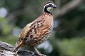 Northern Bobwhite Quail Hatching Eggs | Faster Flight Gun Dog Quail Supply