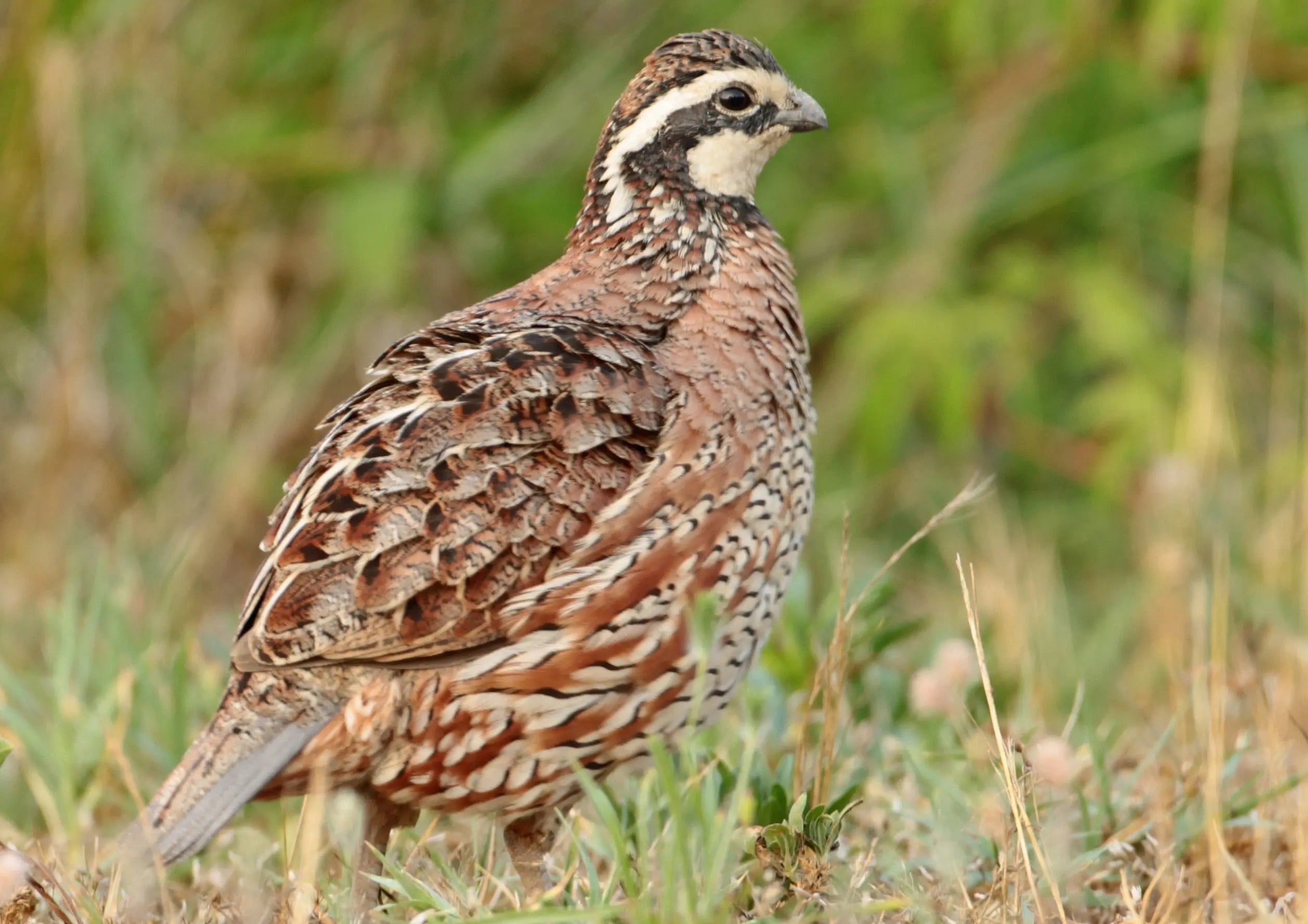 Northern Bobwhite Quail Hatching Eggs | Faster Flight Gun Dog Quail Supply