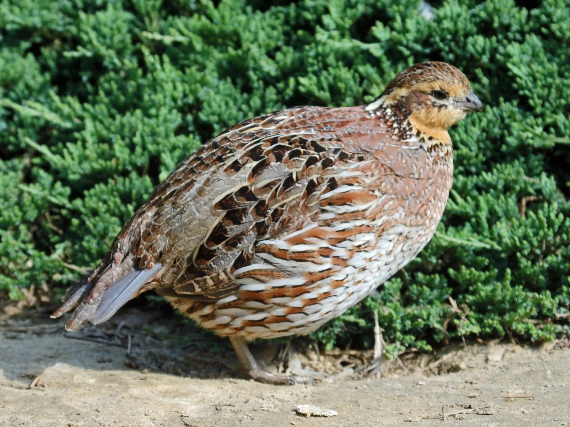 Northern Bobwhite Quail Hatching Eggs | Faster Flight Gun Dog Quail Supply