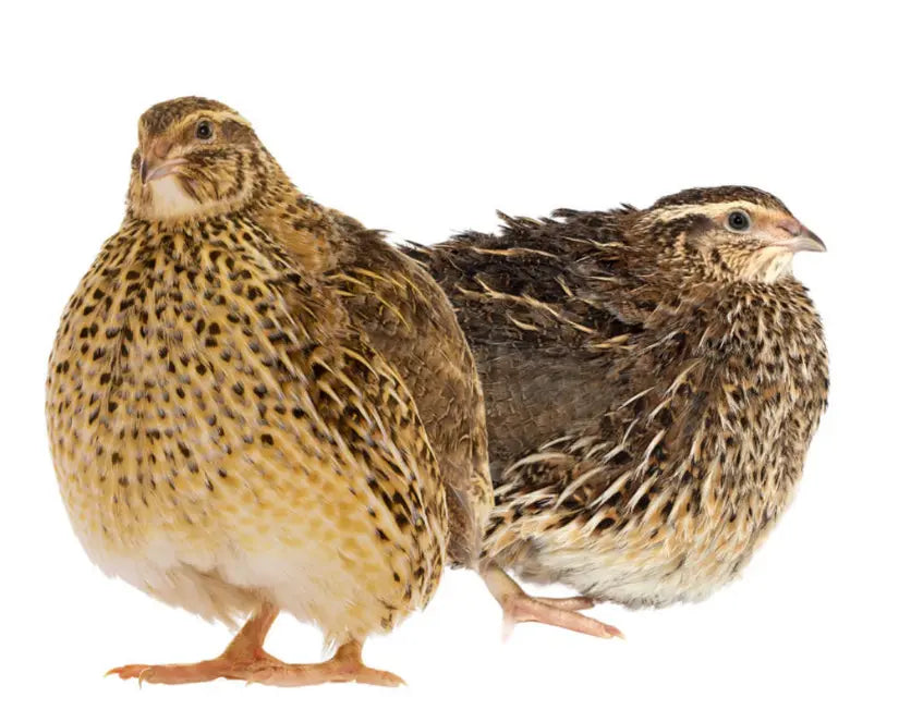 Jumbo Coturnix Hatching Eggs - Georgia Giant Brown Pharaoh Gun Dog Quail Supply