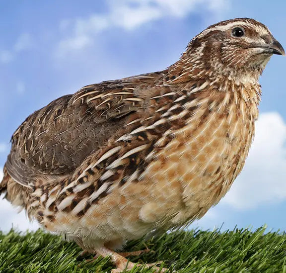 Jumbo Coturnix Hatching Eggs - Georgia Giant Brown Pharaoh Gun Dog Quail Supply